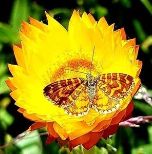 Meet your Posher, Sue